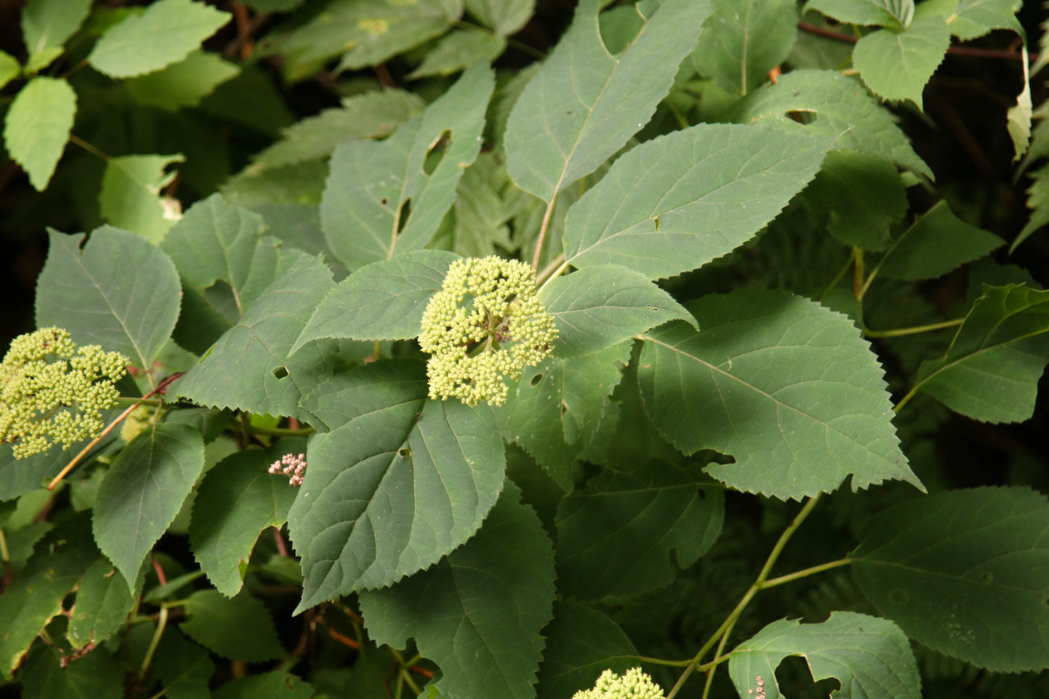 Гортензия пепельная Гортензия пепельная