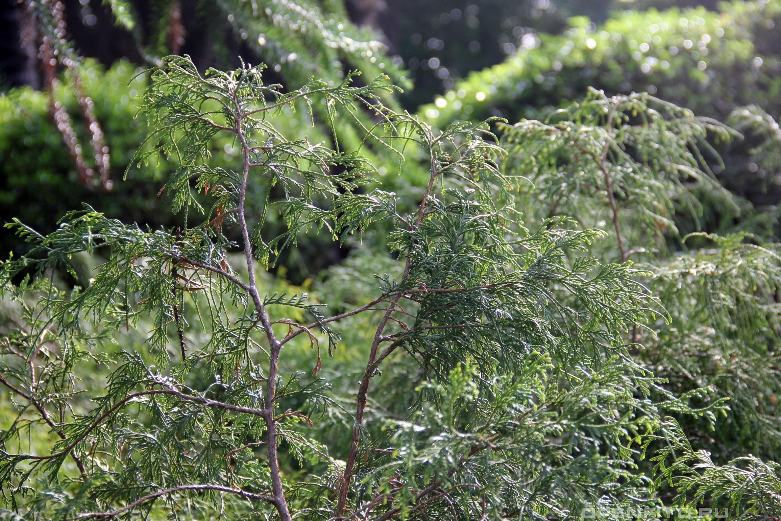 Туевик Туевик