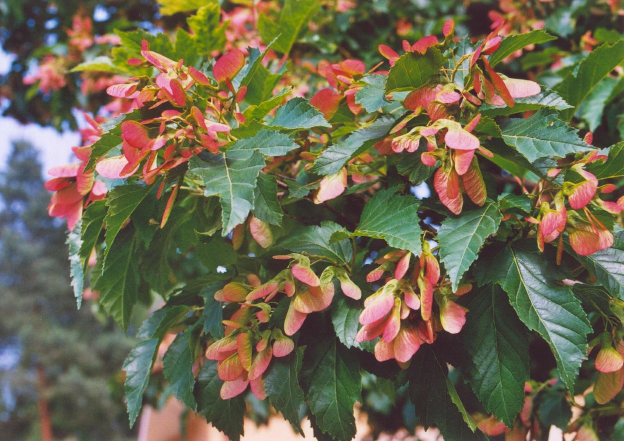 Клён татарский