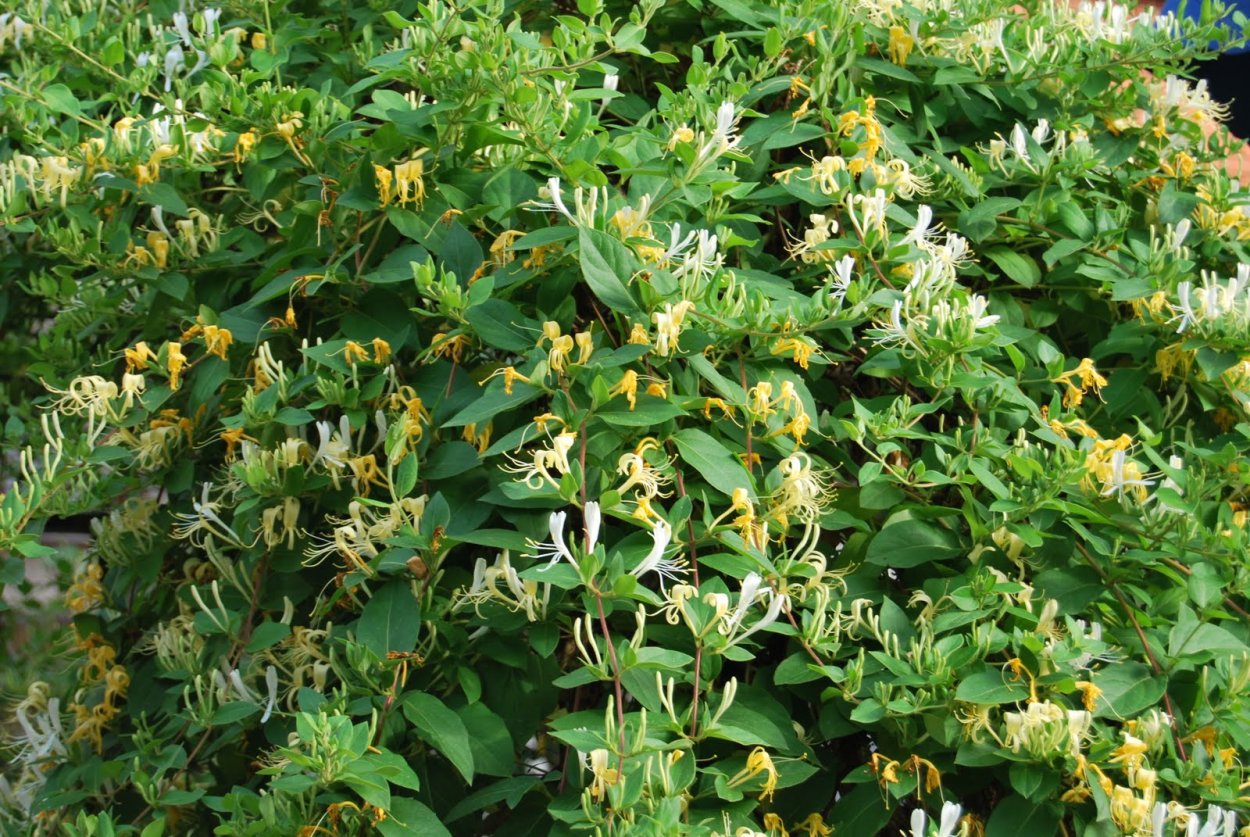 Жимолость золотистая