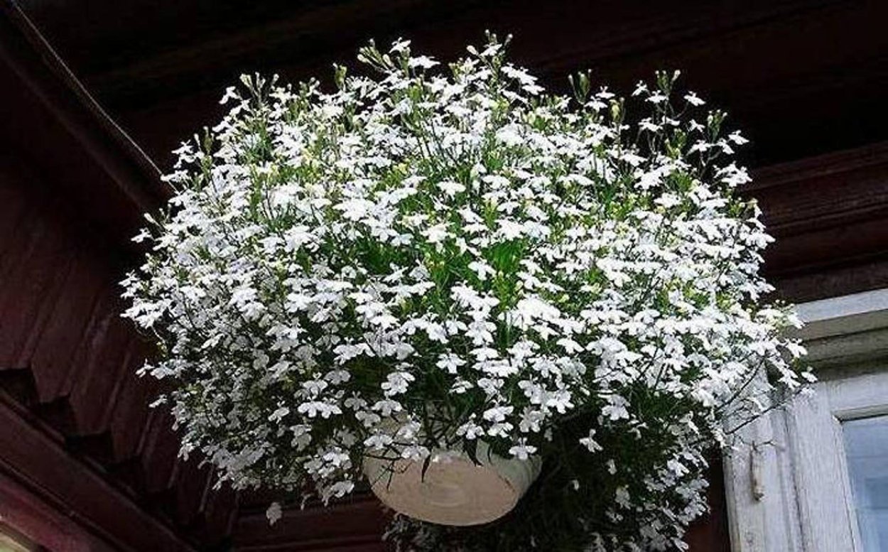 Лобелия