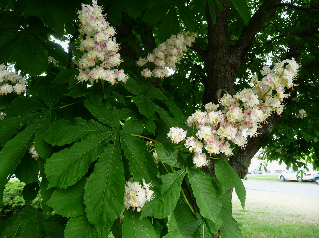 Каштан низкорослый