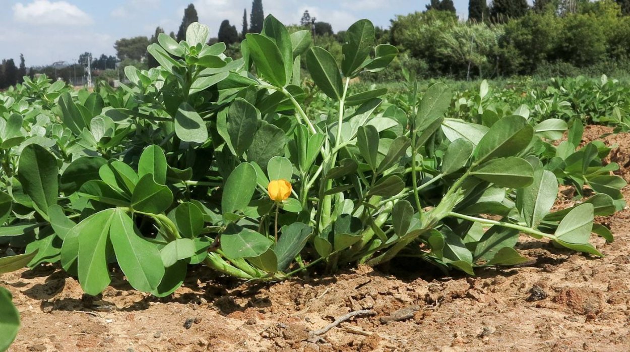 Бамбарский земляной орех