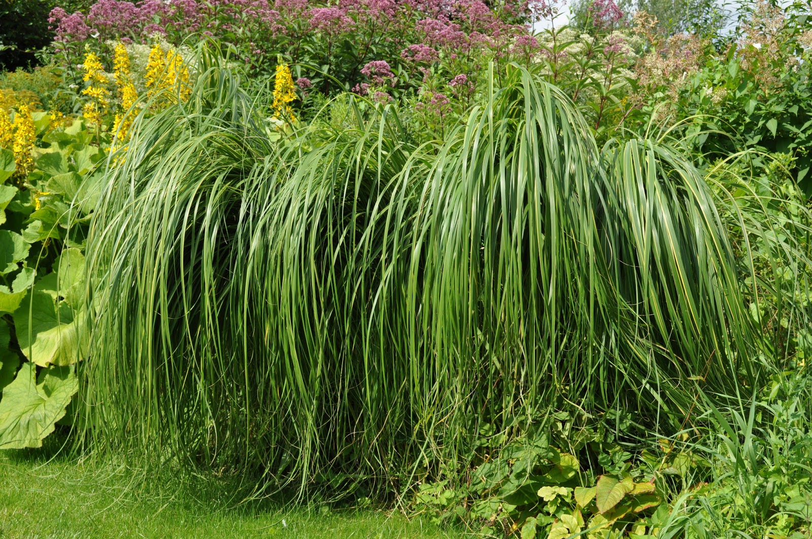 Безвкусница щирицевидная