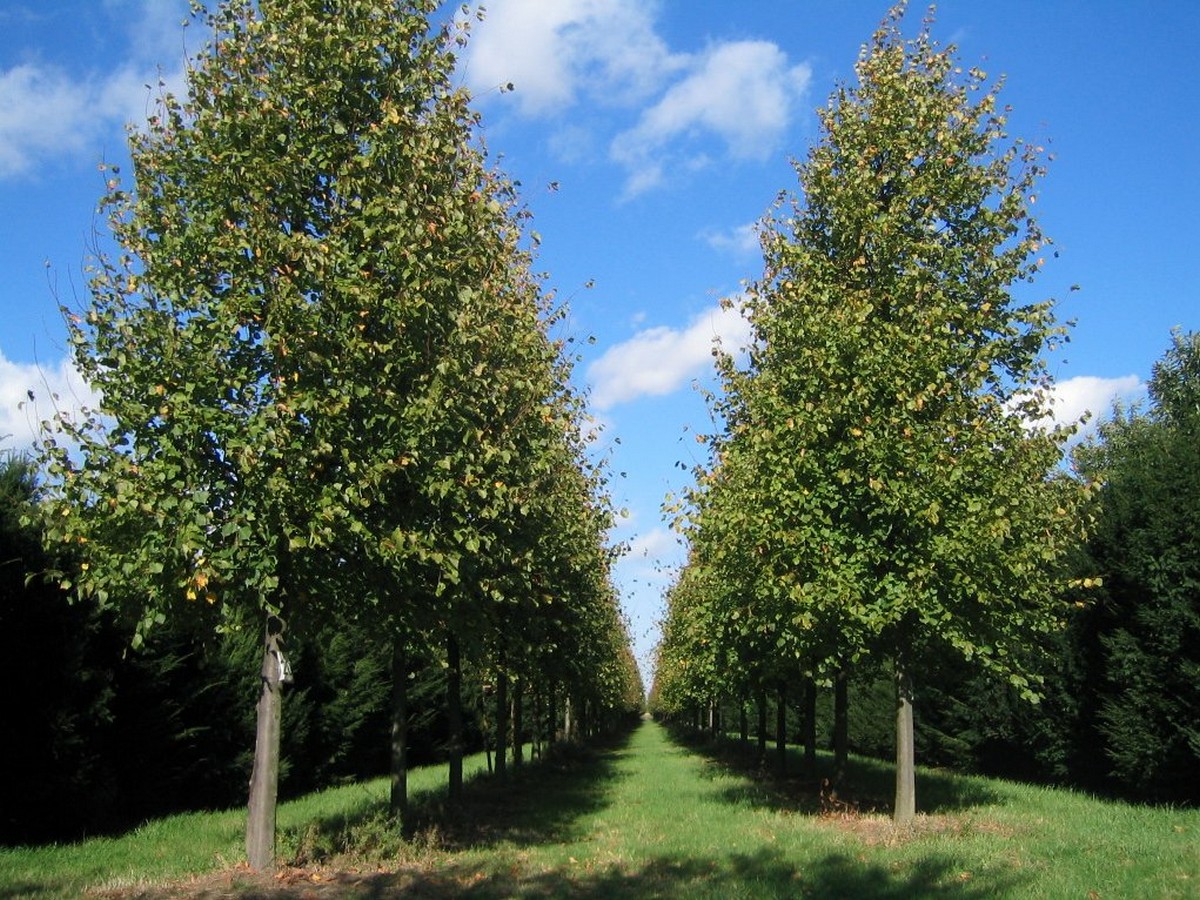 Липа американская