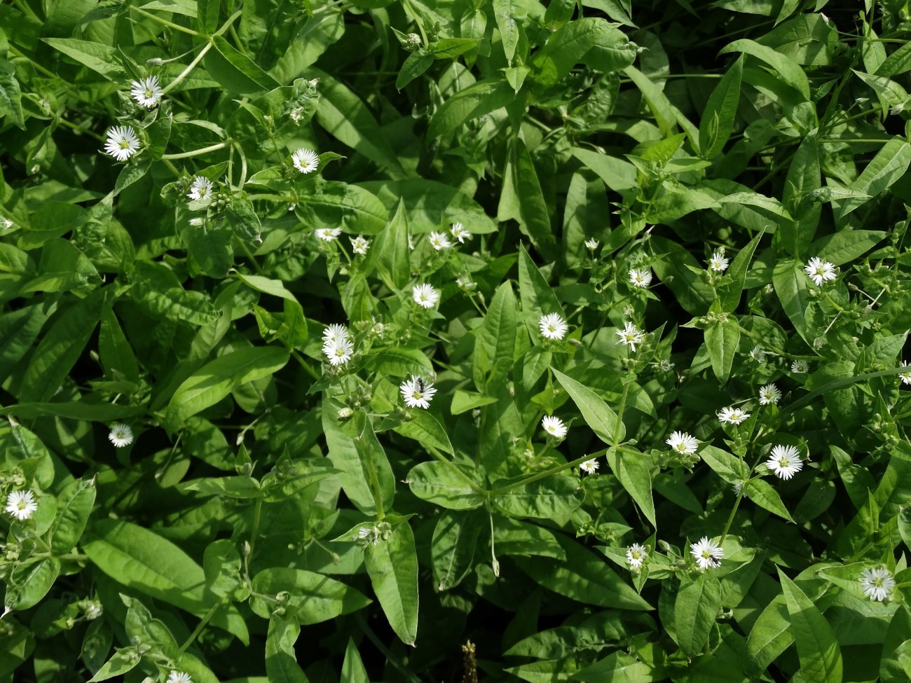 Бахромчатолепестник лучистый