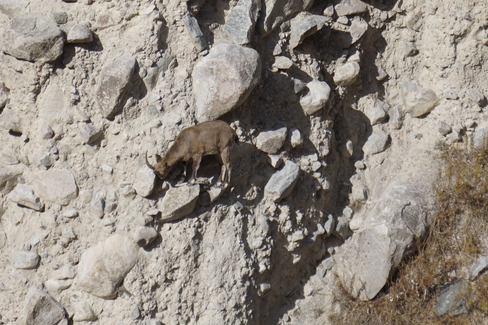 Сосна горная