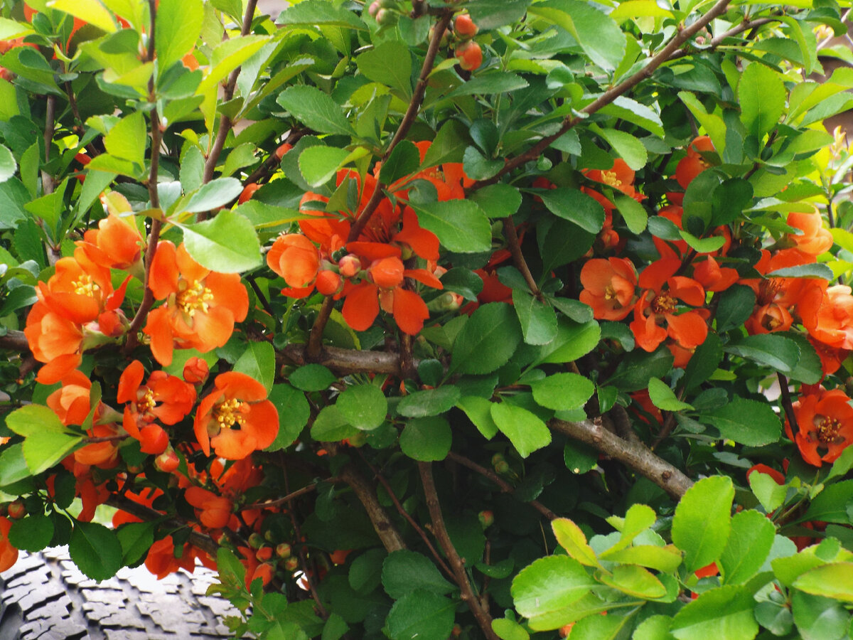 Айва китайская