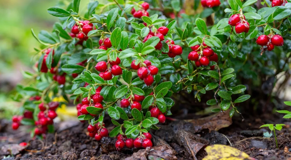 Брусника Брусника