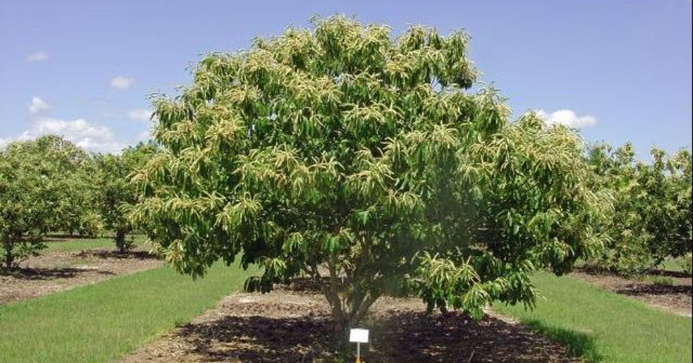 Каштан зубчатый