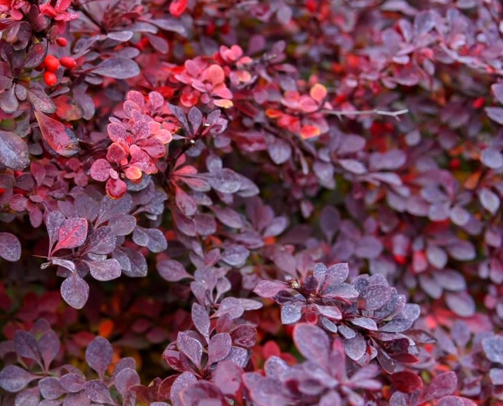 Барбарис восточный Барбарис восточный