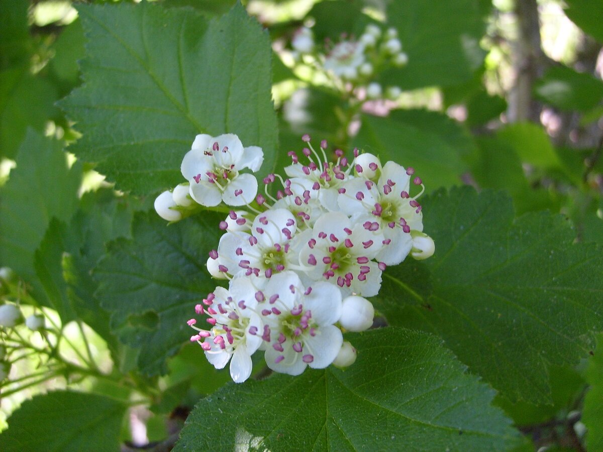 Боярышник кроваво-красный