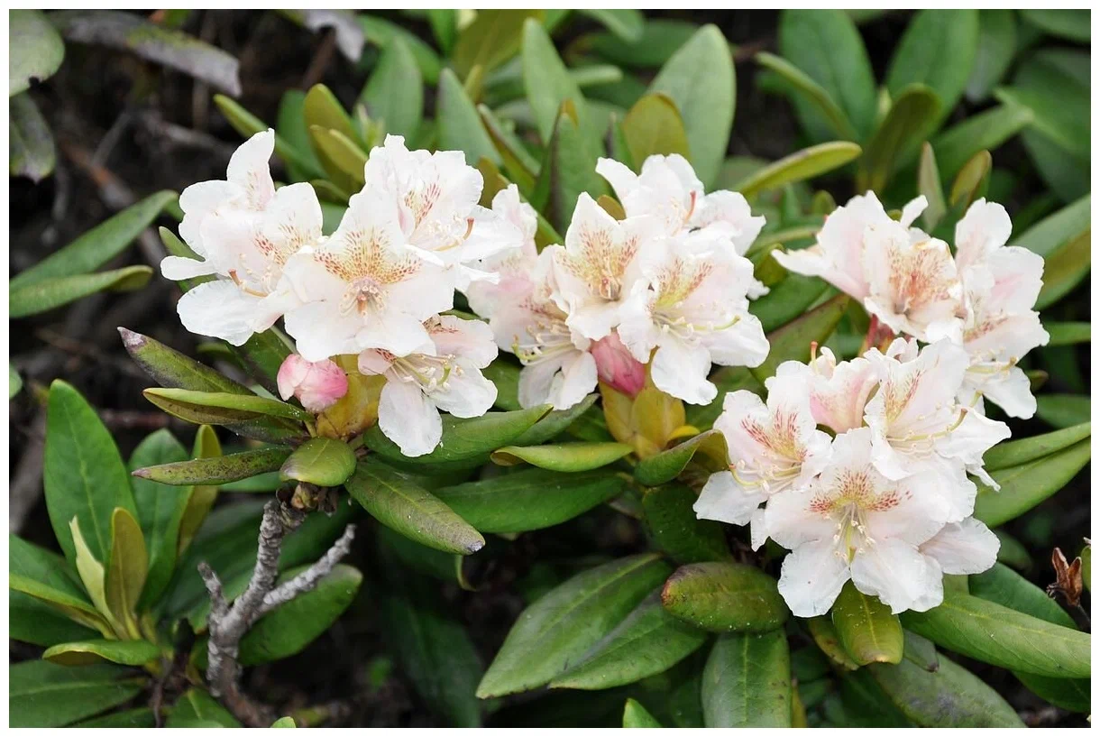 Рододендрон Рододендрон