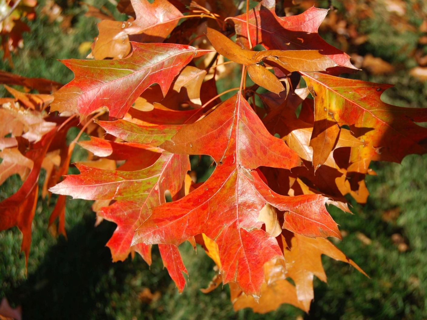 Дуб болотный