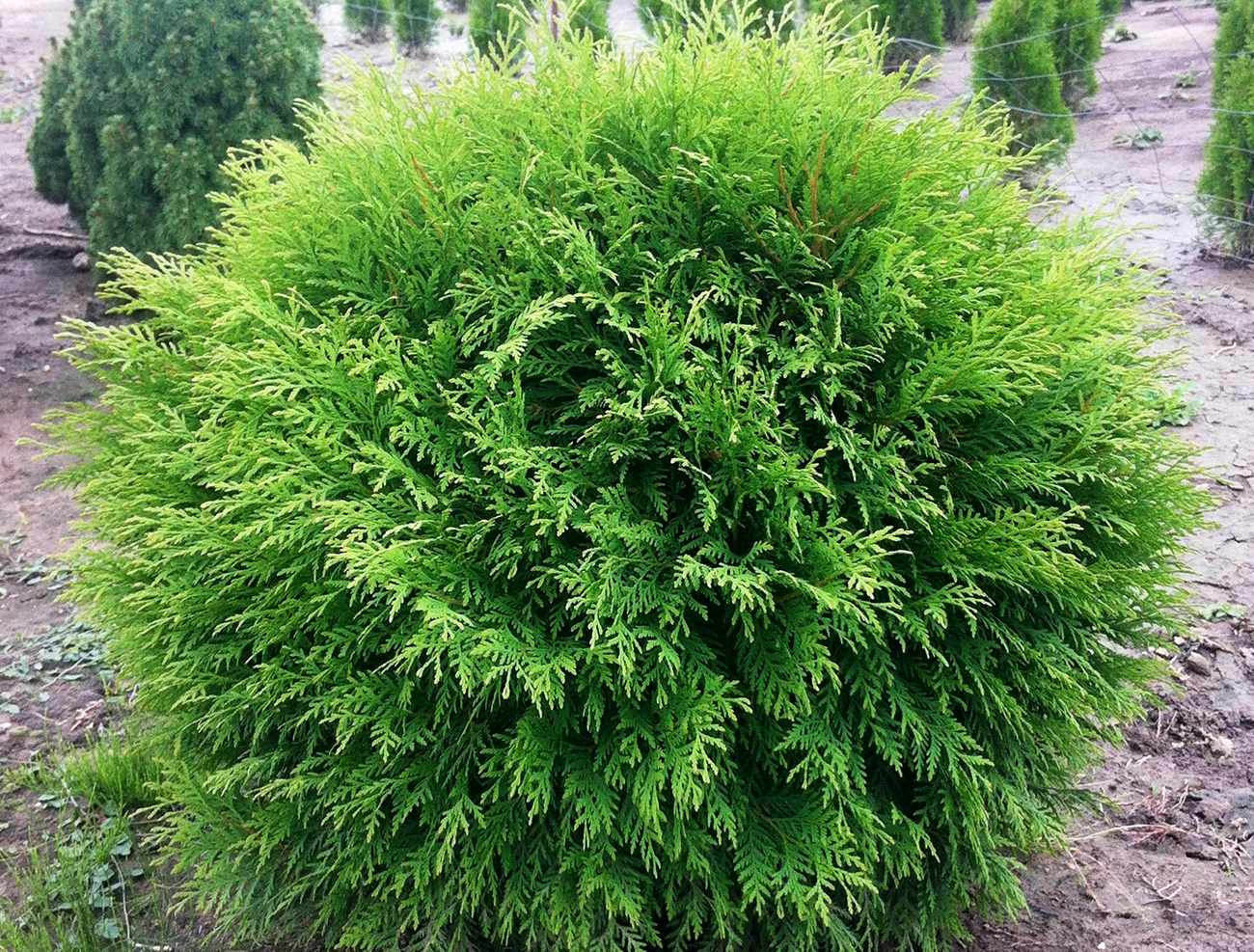 Туя западная Туя западная