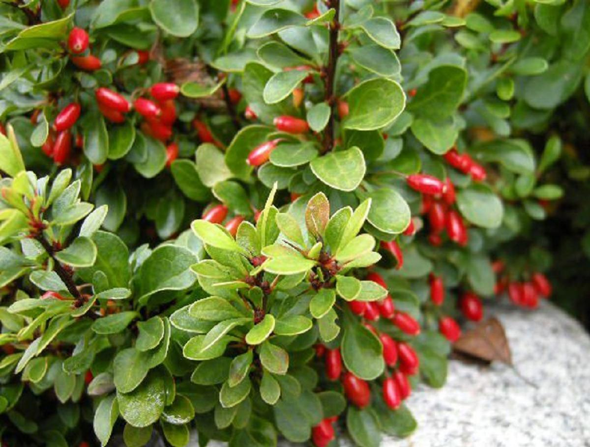 Барбарис аггрегатный