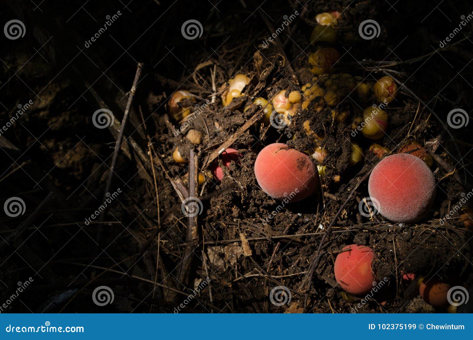 Баланофора