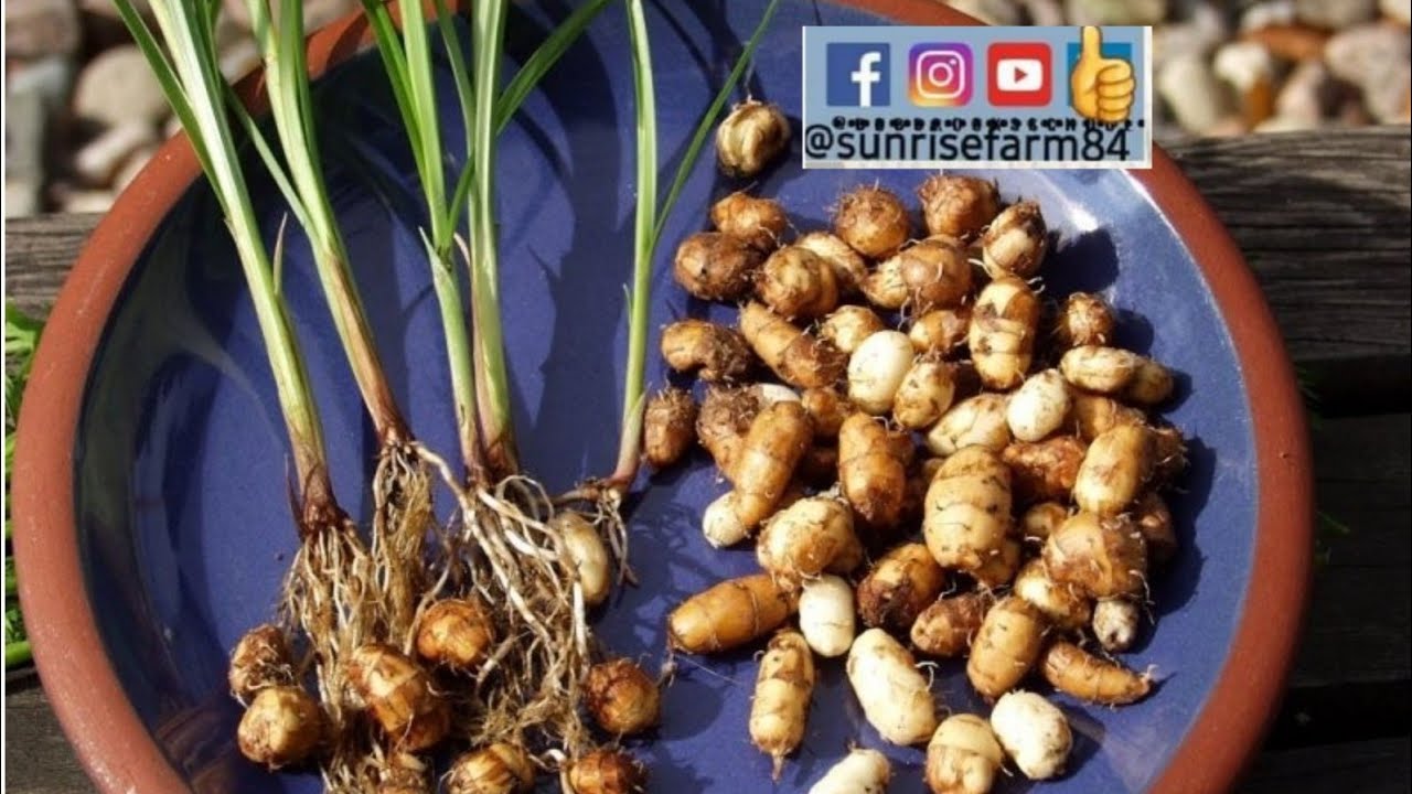 Бамбарский земляной орех