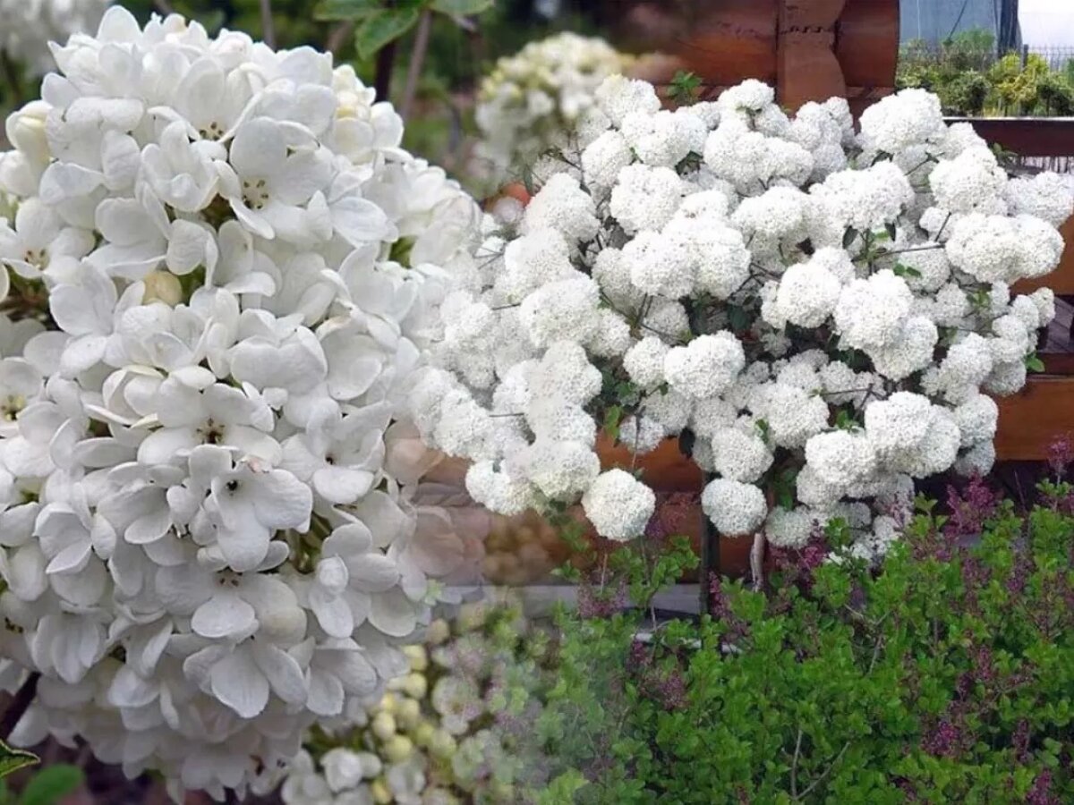 Калина душистая