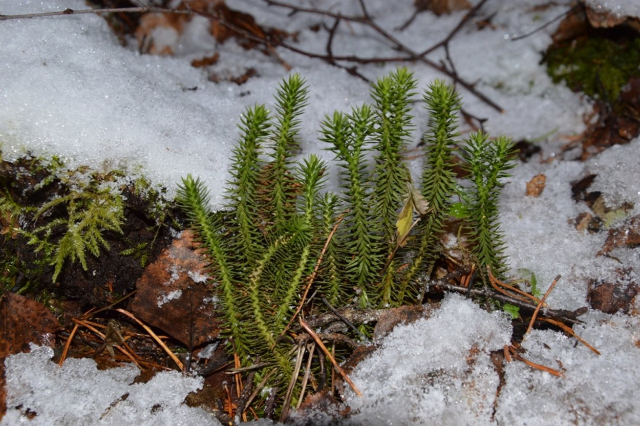 Баранец арктический