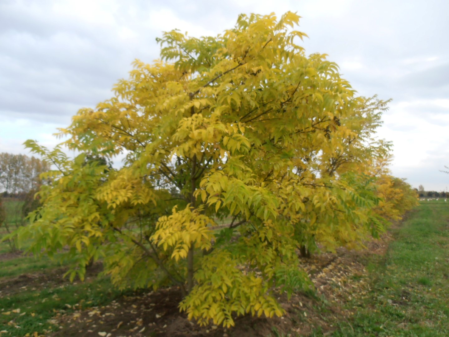 Бархат сахалинский Бархат сахалинский