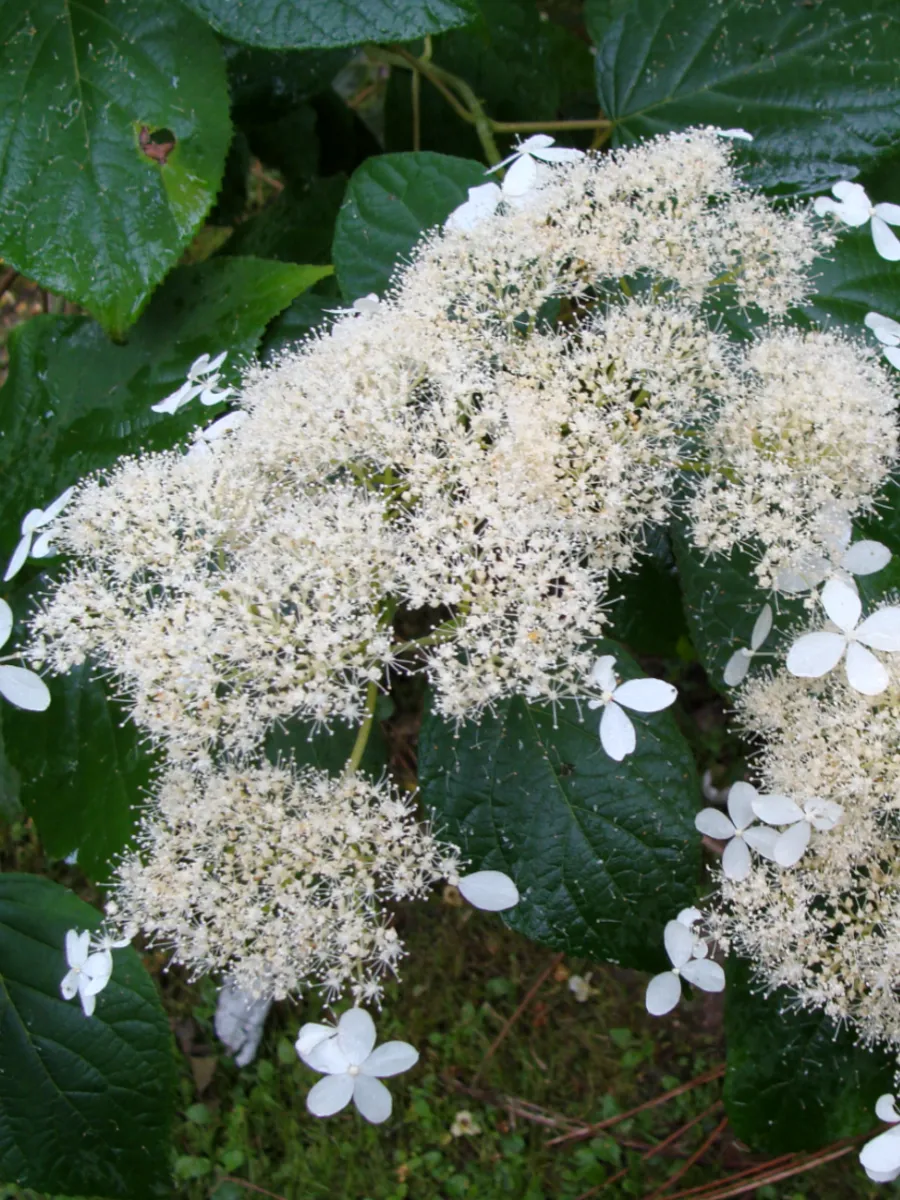 Гортензия лучистая