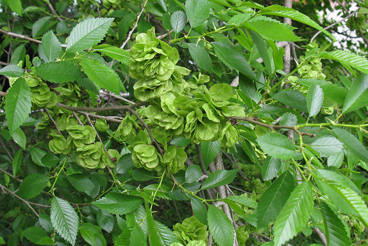 Вяз приземистый