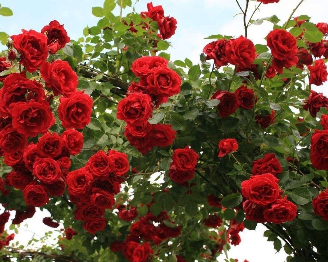 Роза плетистая Роза плетистая