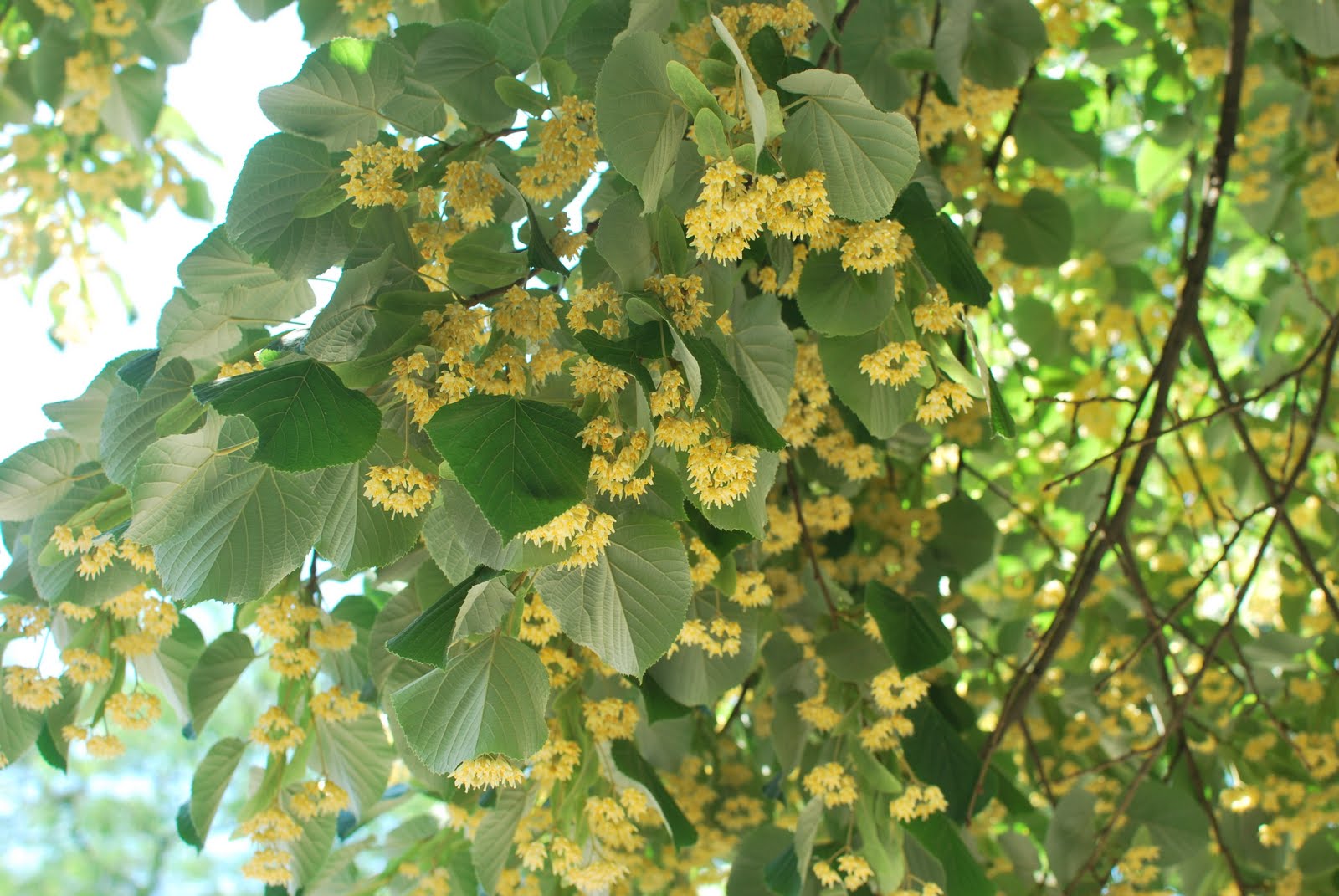 Липа маньчжурская