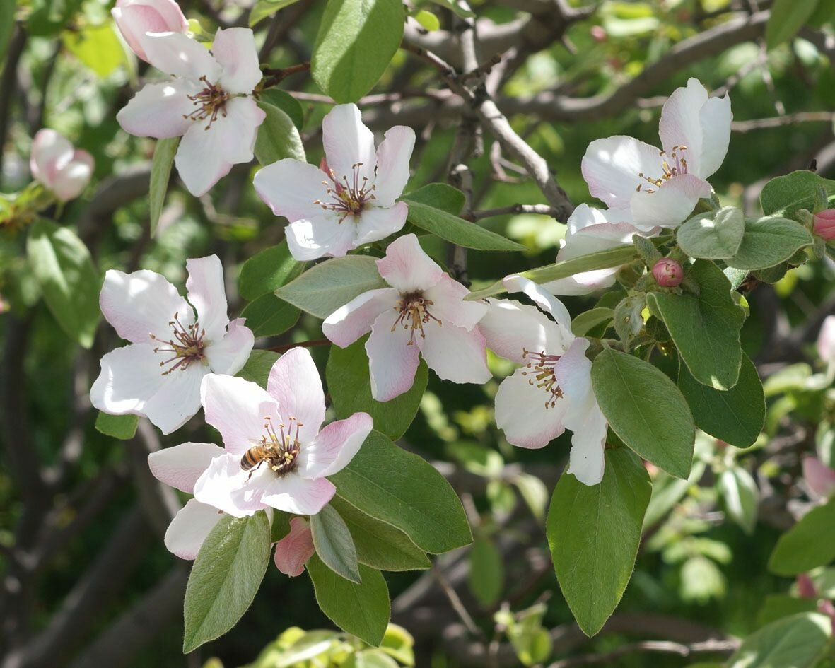 Айва обыкновенная Айва обыкновенная