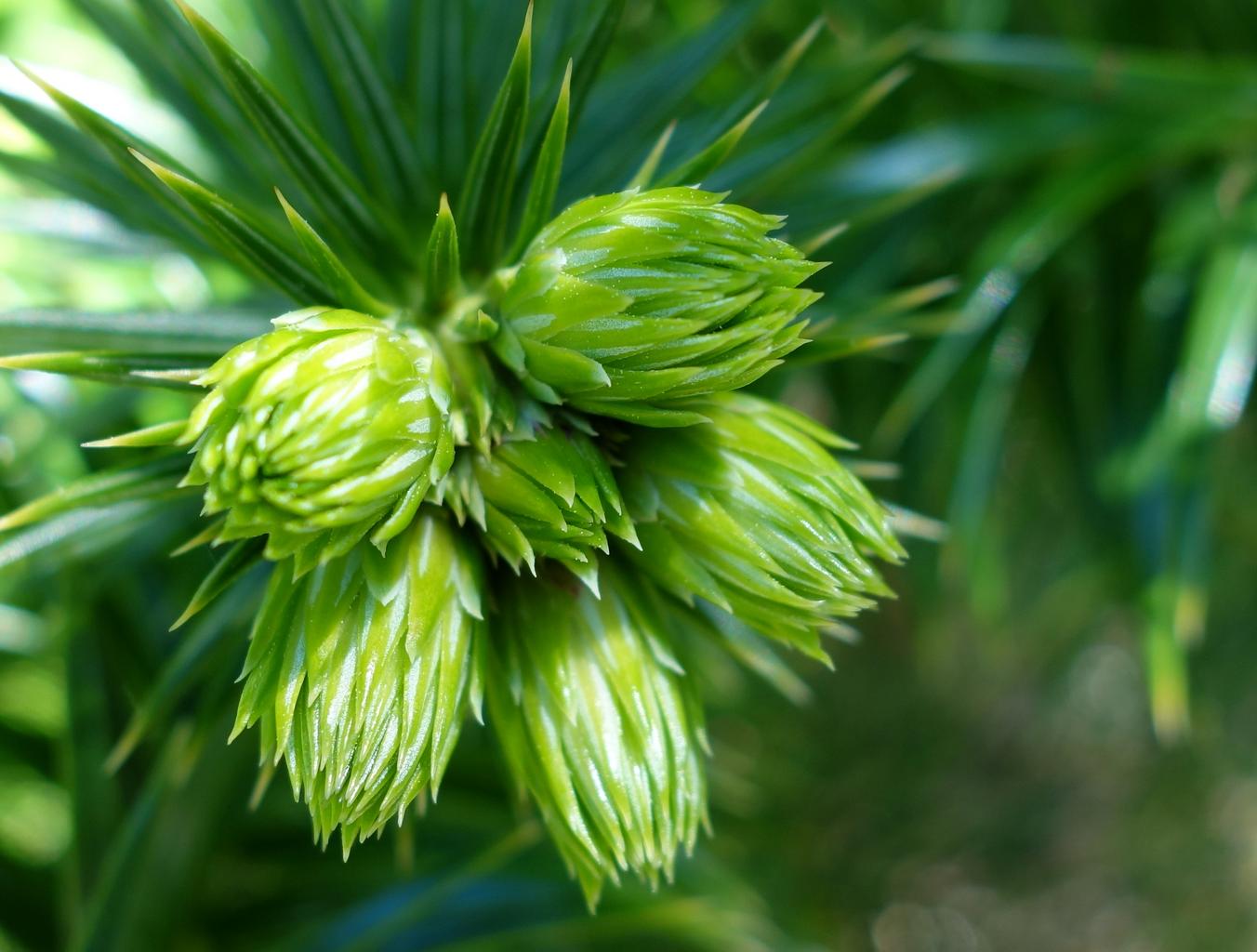 Куннингамия