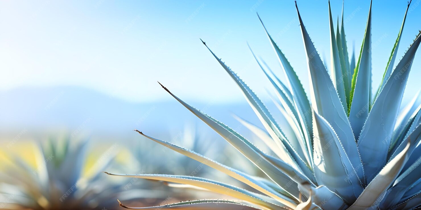 Агава Агава