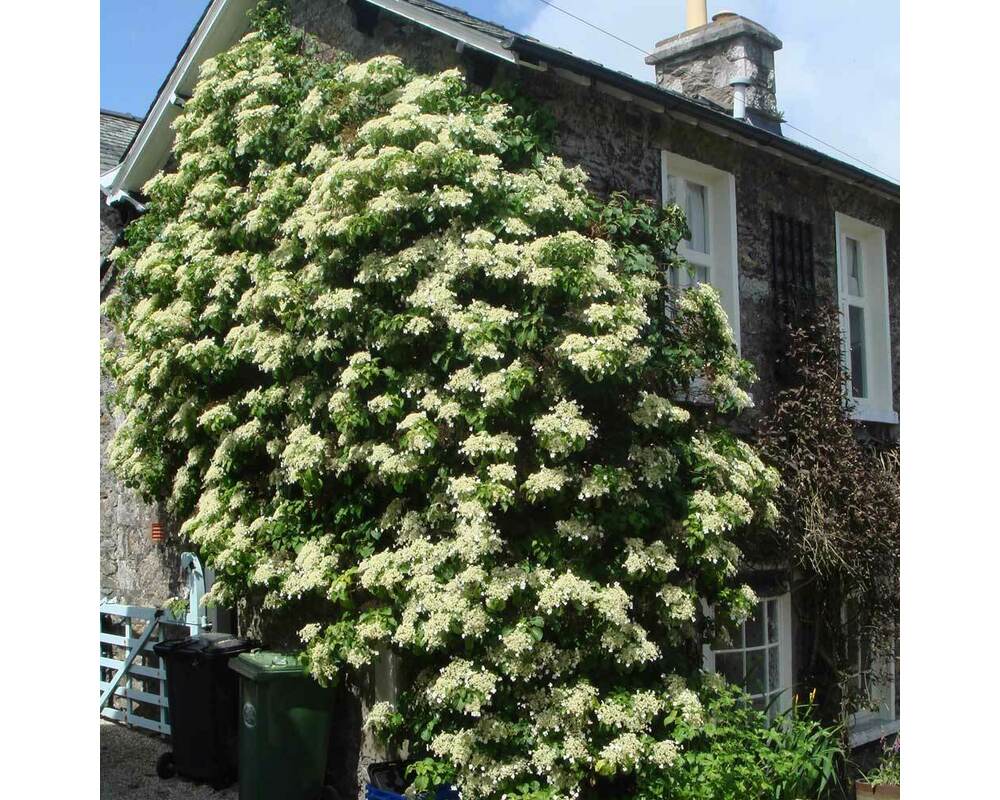 Гортензия черешковая Гортензия черешковая