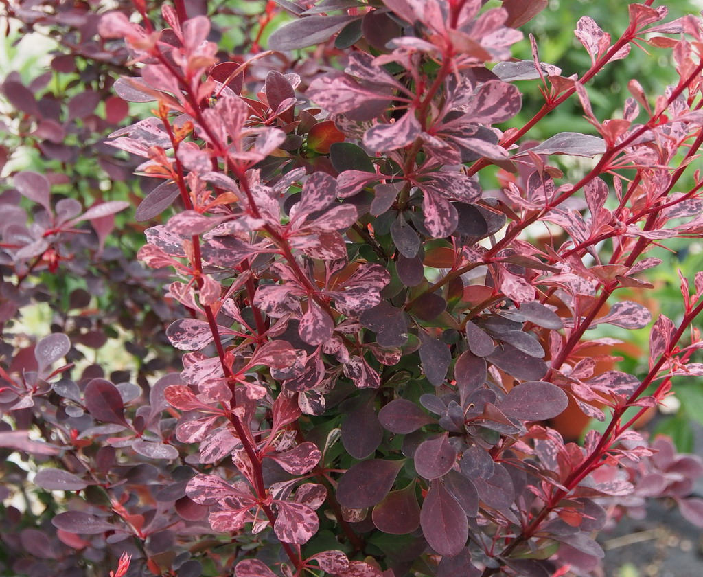 Барбарис многоцветковый Барбарис многоцветковый