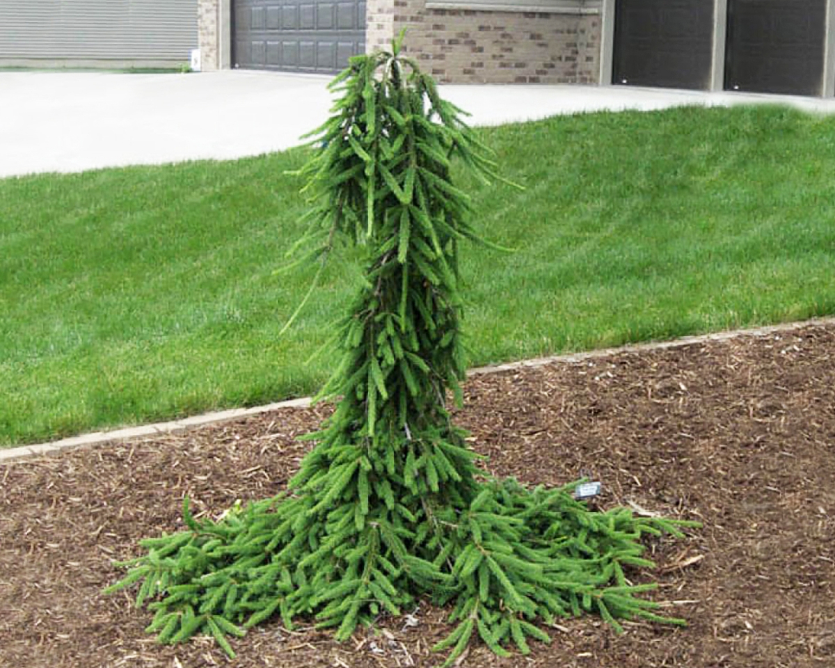 Ель обыкновенная