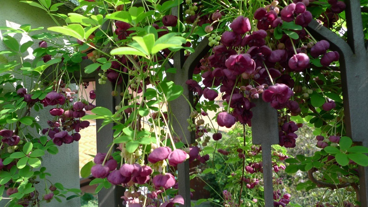 Акебия крупноцветковая