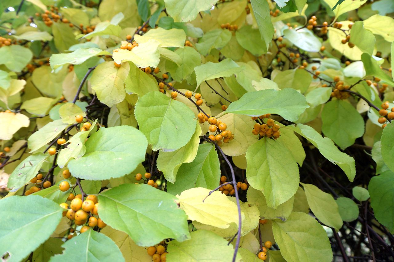 Древогубец