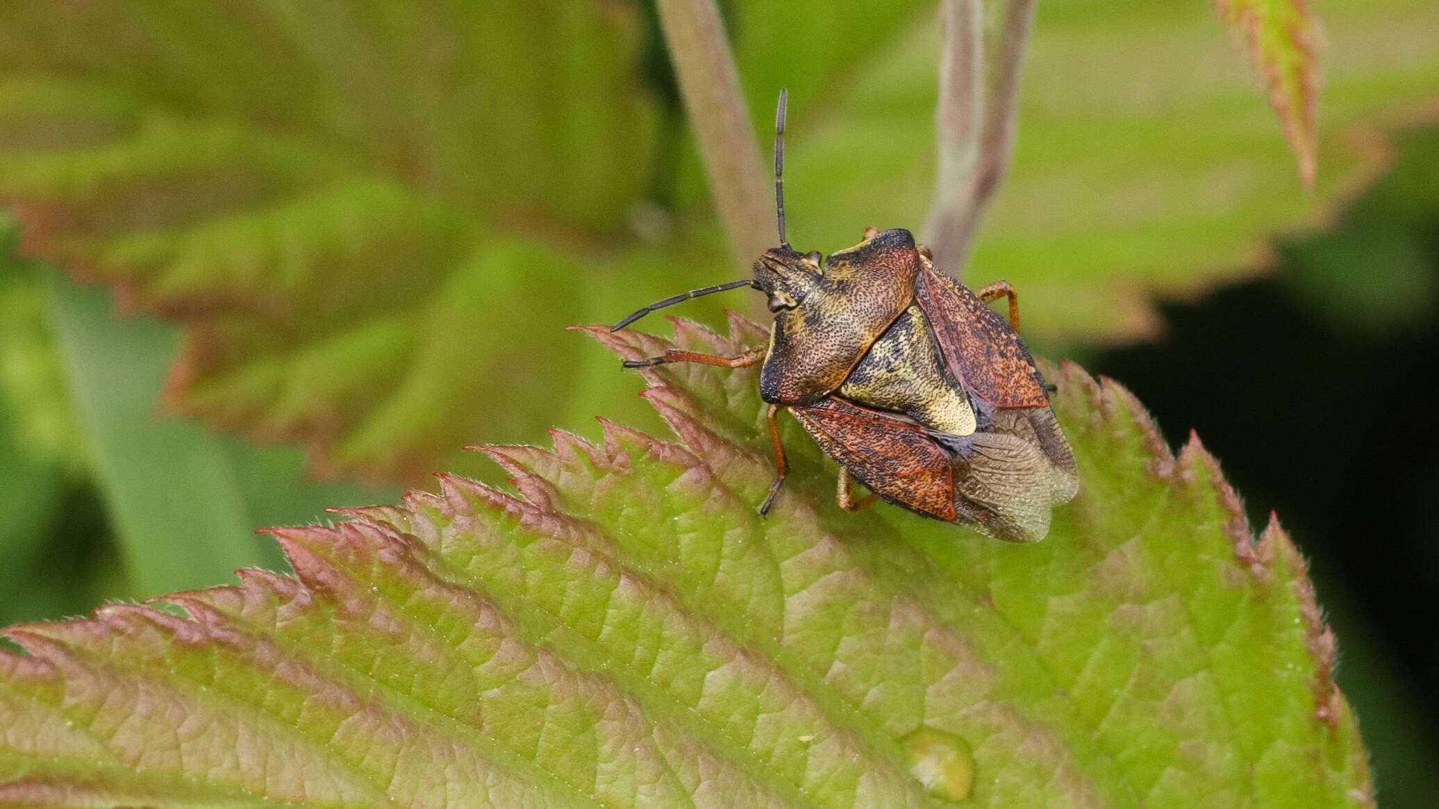 Липа американская