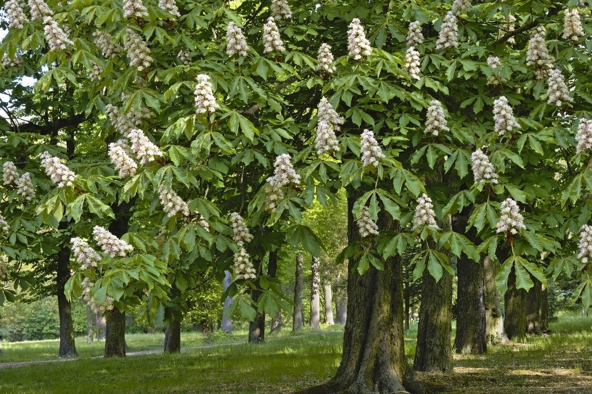 Каштан конский