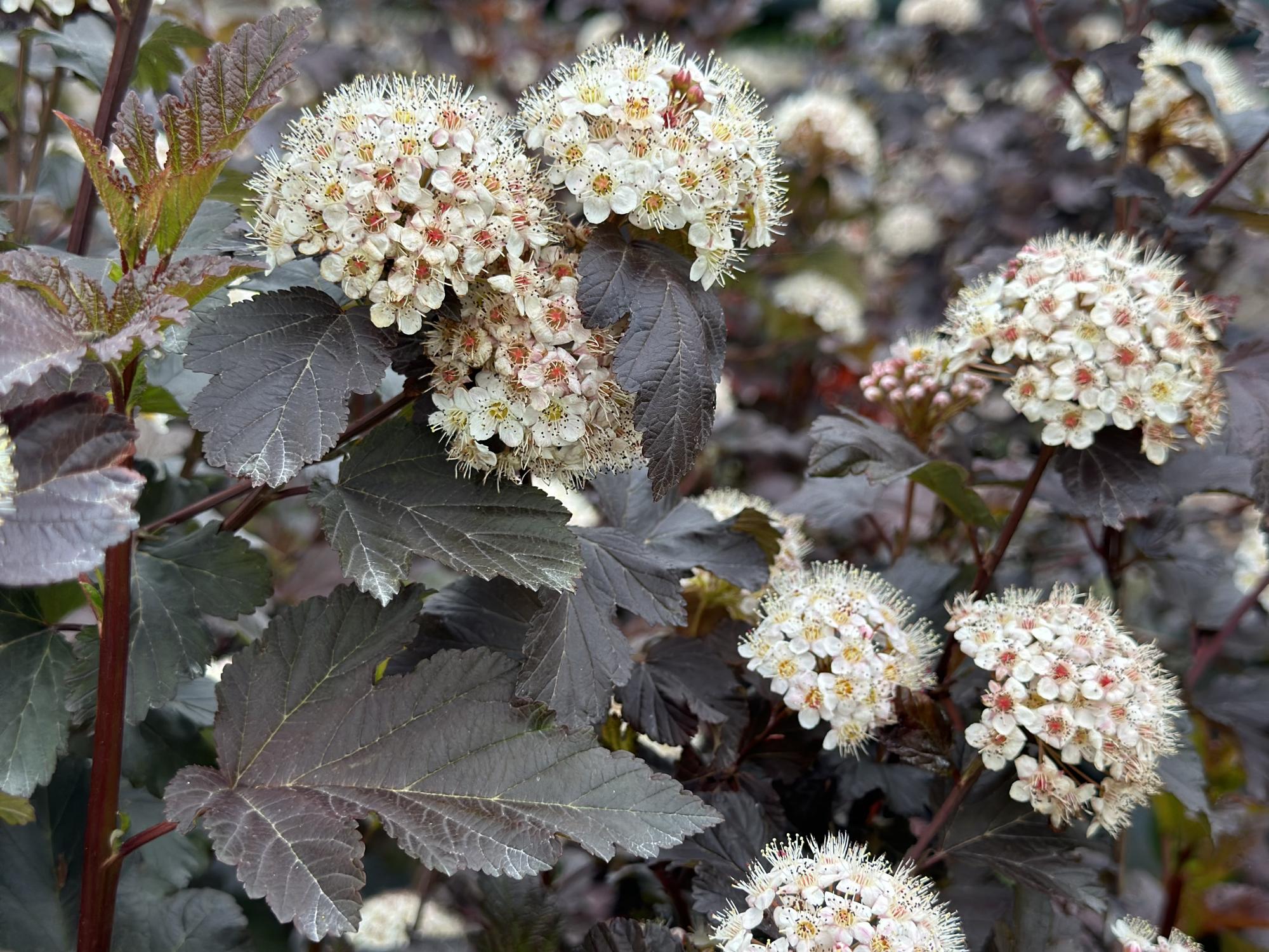 Пузыреплодник сизый