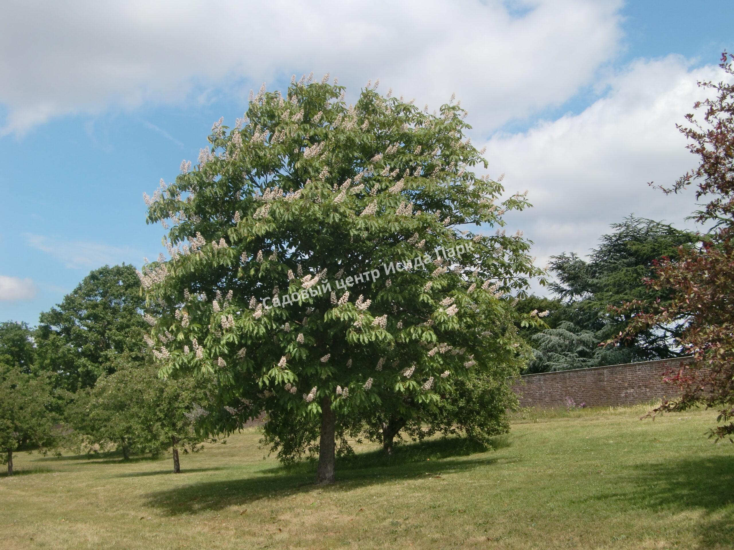 Каштан зубчатый