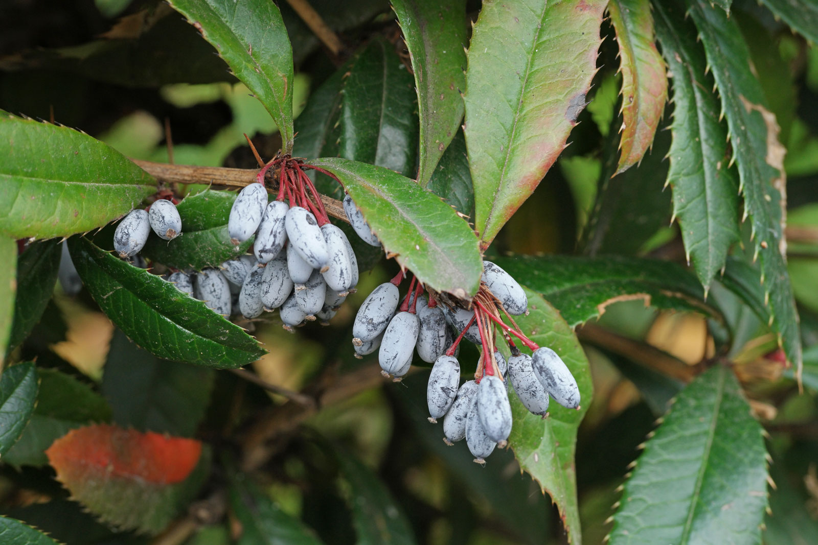 Барбарисовые Барбарисовые