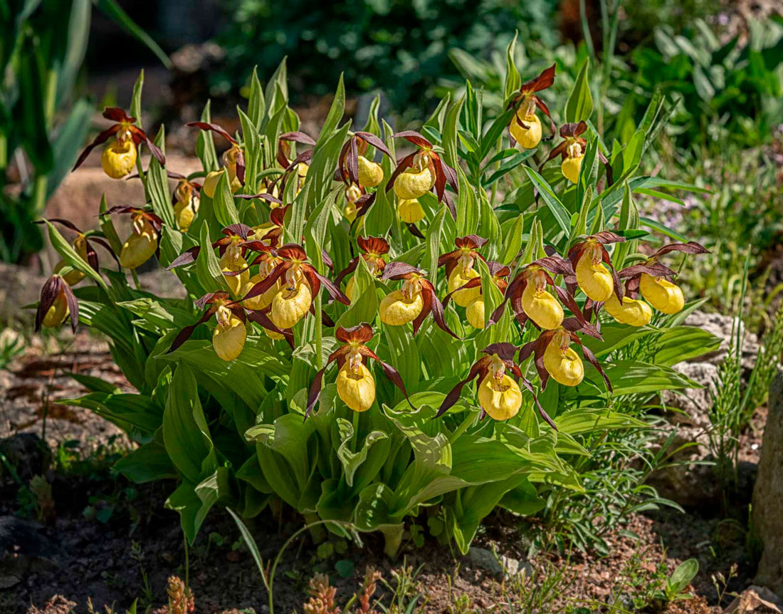 Башмачок Ятабе