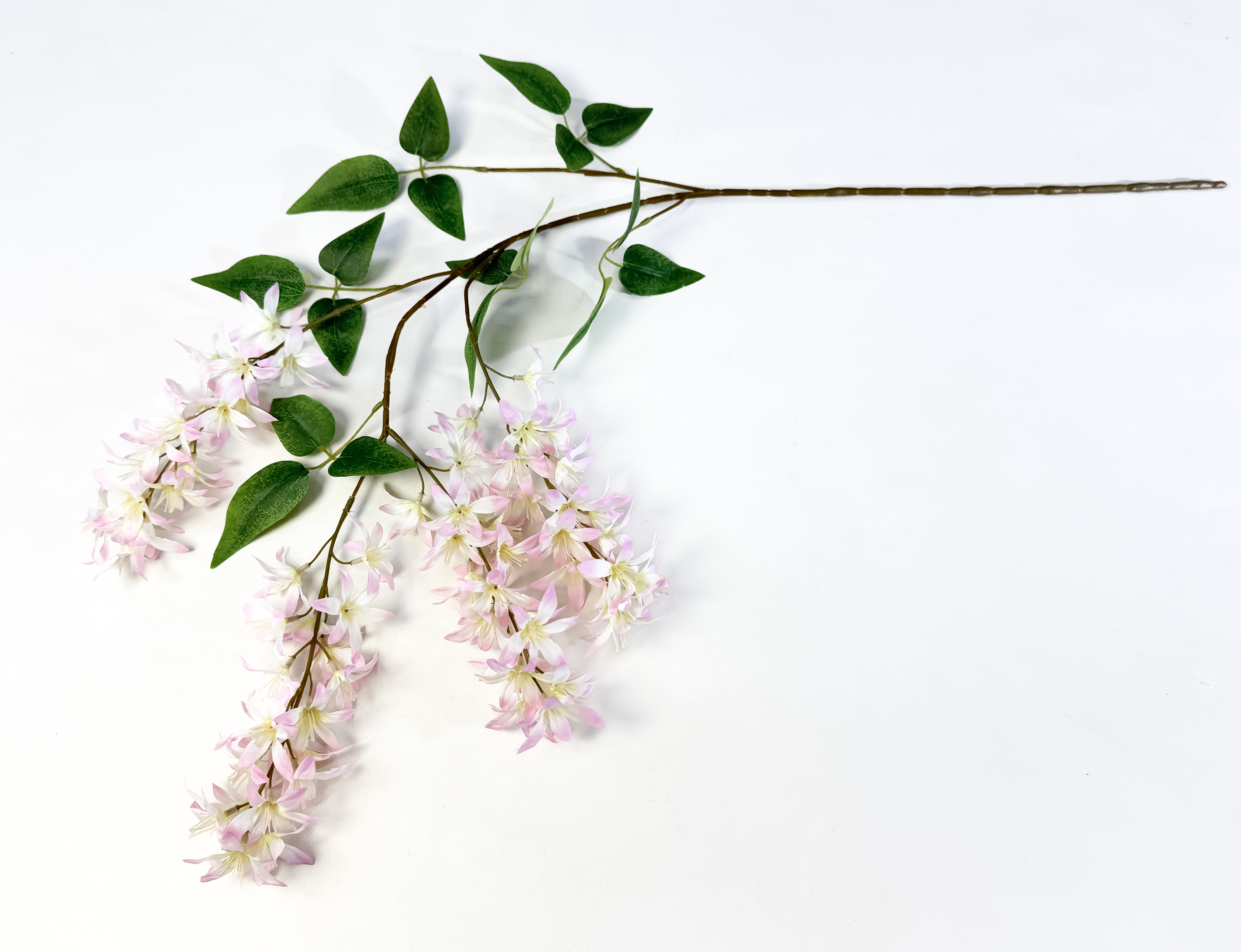 Глициния шелковистая