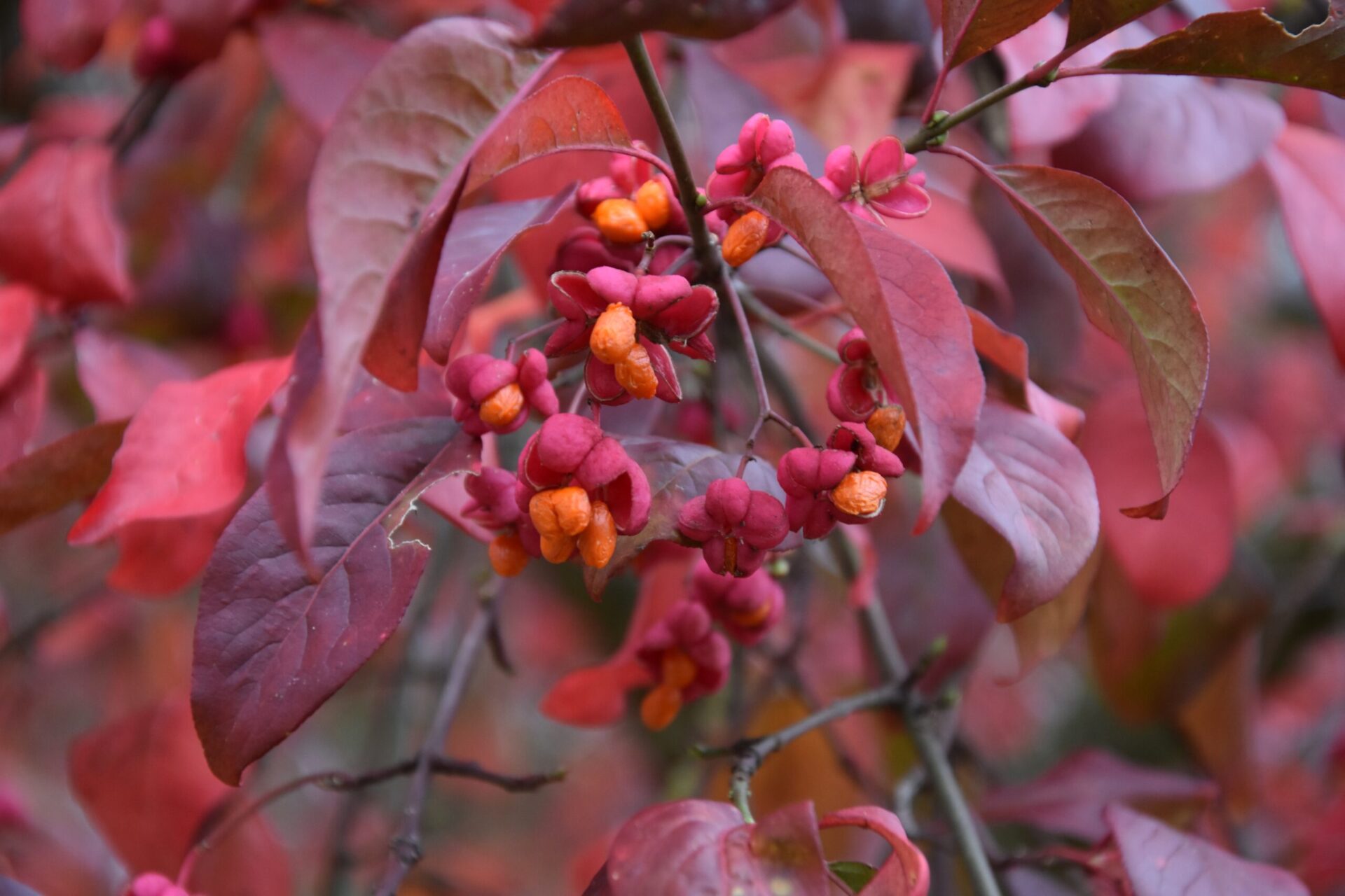 Бересклет европейский