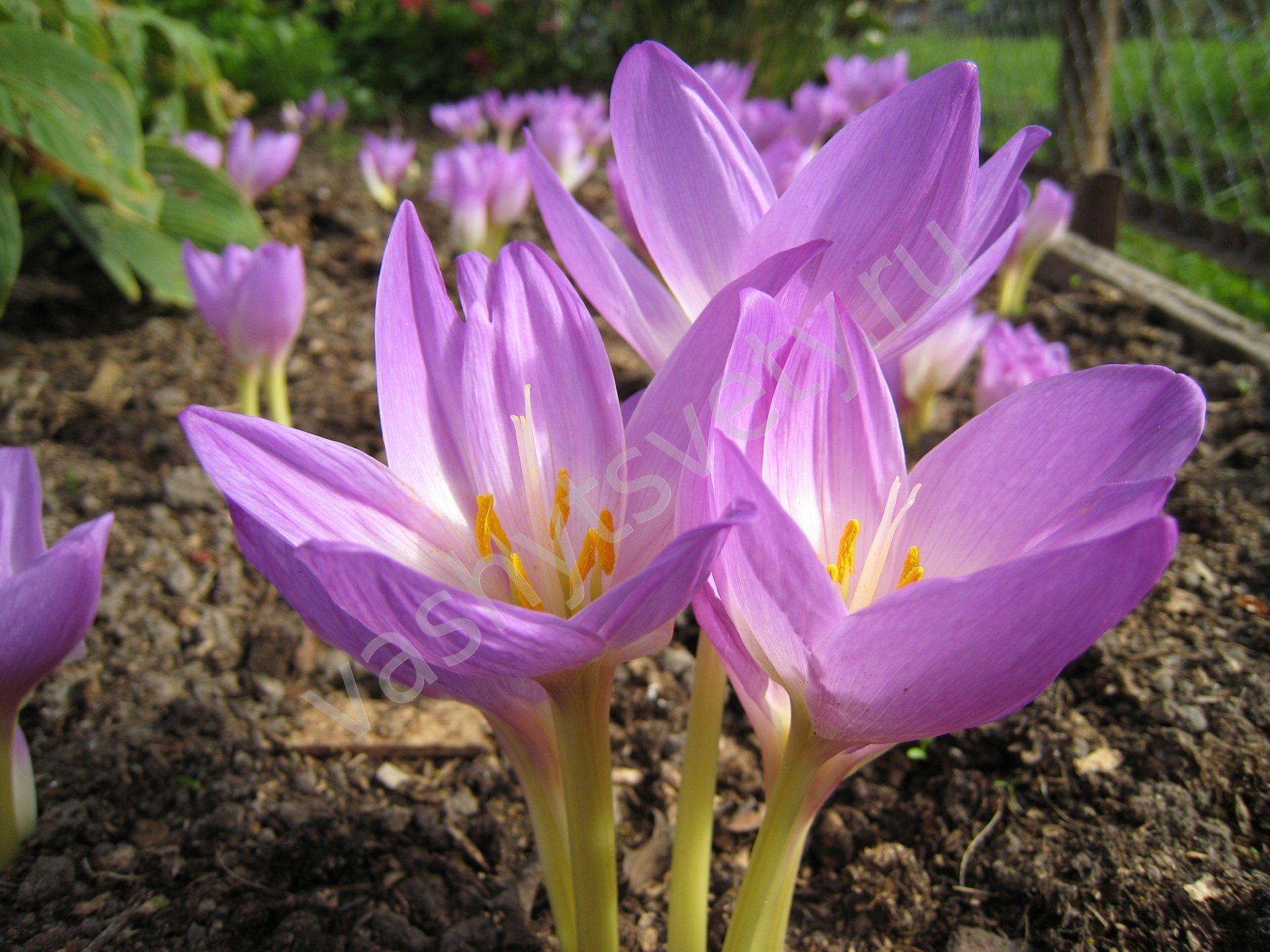 Безвременник великолепный Безвременник великолепный