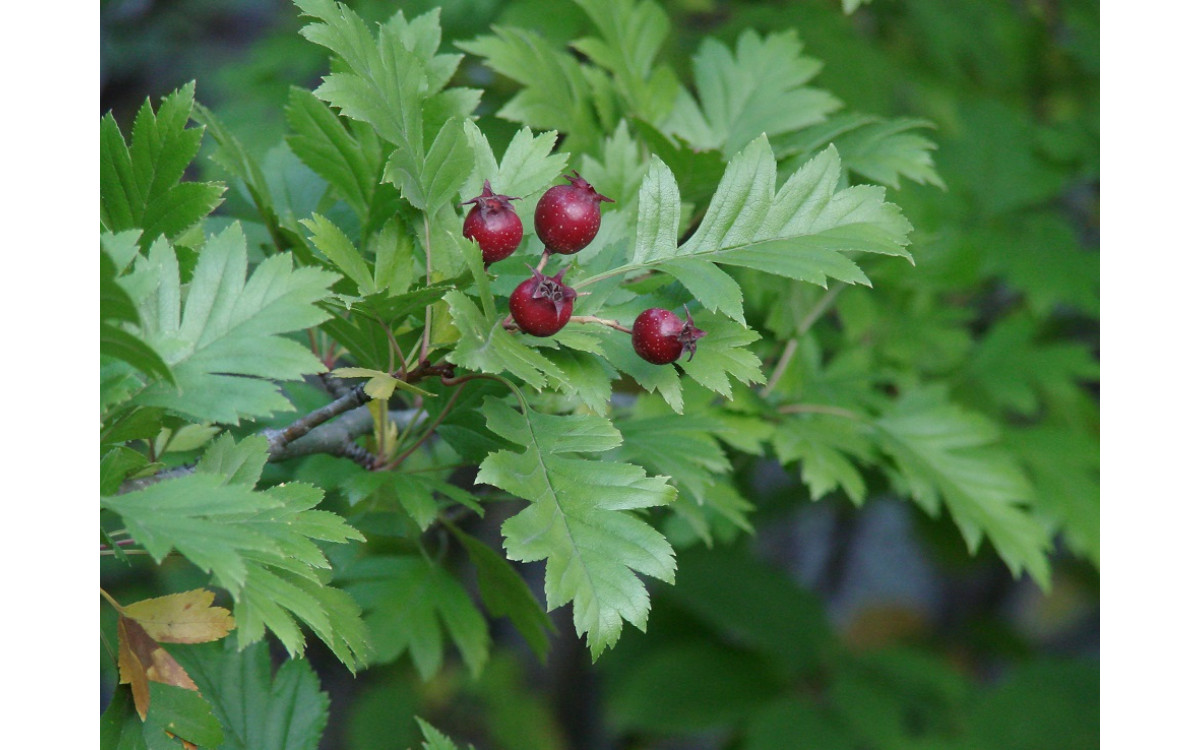 Боярышник петушья шпора