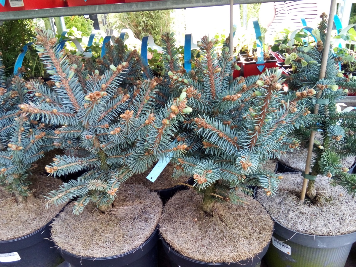 Ель колючая