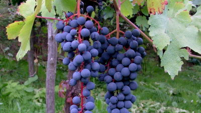 Виноград лисий