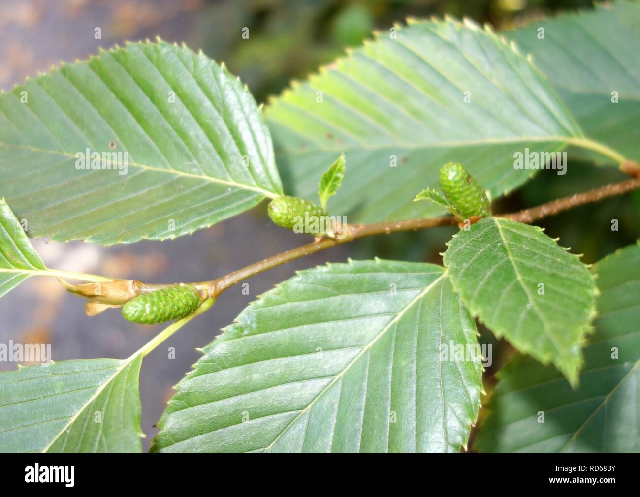 Ольха японская
